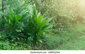 Image result for Leaf Spot in Turmeric Plant