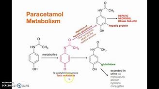 Image result for Paracetamol TRPV1