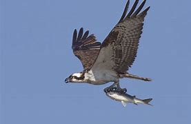 Image result for Osprey