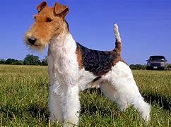 Image result for Baby Fox Terrier