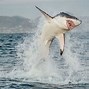 Image result for Great White Shark On Land