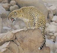 Image result for Sinai Leopard