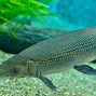 Image result for Alligator Gar Fisch