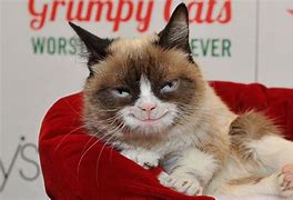 Image result for Hapi Burfday Grumpy Frog