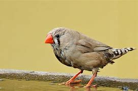 Image result for Red Zebra Finch