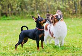 Image result for Small Toy Dog Breeds