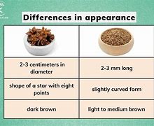 Image result for 1 Star Anise