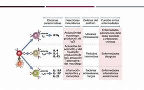 Image result for Linfocitos Th CD4