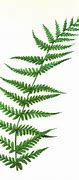 Image result for New Zealand Fern Clip Art