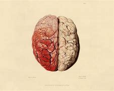 Image result for Brain Wallpaper 4K