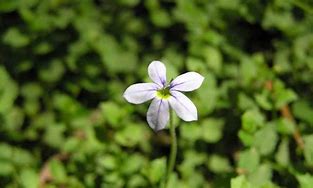 Image result for Blue Star Creeper Ground Cover in Pot