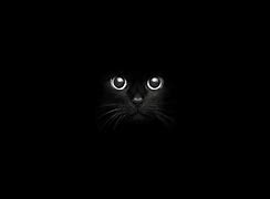 Image result for Black Cat at Night