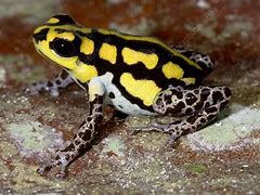 Image result for Yellow Poisonous Frog