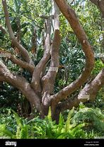 Image result for Camphor Tree Images