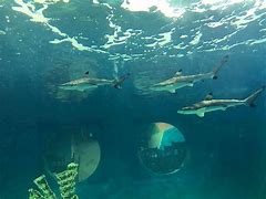 Image result for East Idaho Aquarium