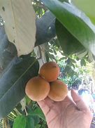 Image result for Petik Buah Sawo