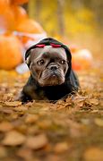 Image result for French Bulldog Thanksgiving