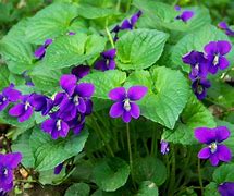 Image result for Australian Violet Ground Cover