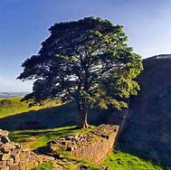 Image result for Sycamore Gap Infrared