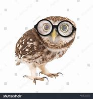 Image result for Owl with Glasses On an Hair