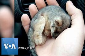 Image result for Possum Babies