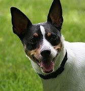 Image result for Rat Terrier Breeds