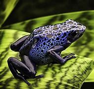 Image result for What Is a Flower Frog