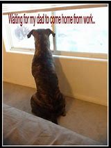 Image result for Dog Waiting Laugh Meme