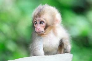 Image result for Cute Baby Vervet Monkey