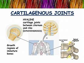 Image result for Cartilaginous Joints Function