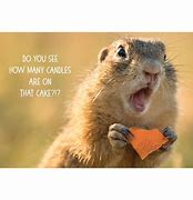 Image result for Funny Prairie Dog