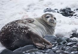 Image result for Fat Seal