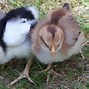 Image result for Java Chicken Breeders