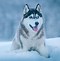 Image result for Proud Husky in the Snow