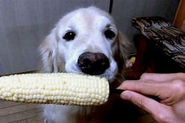 Image result for Dog Eating Corn