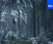 Image result for Hoar Frost