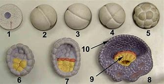 Image result for Embryonic Period of Development