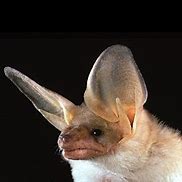 Image result for Pallid Bat Diet