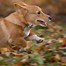 Image result for Corgi Playing