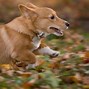 Image result for Best Corgi