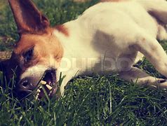 Image result for Tired Dog Images