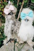 Image result for Cute Silkie Chickens