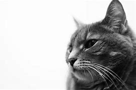 Image result for Cat Background for Zoom