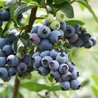 Image result for Liberty Blueberry