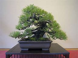 Image result for Pine Tree Forest Bonsai