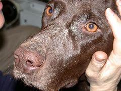 Image result for Discoid Lupus Dog Nose