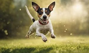 Image result for Miniatue Rat Terrier