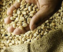 Image result for Unroasted Portrait Coffee Beans