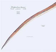 Image result for Ditylenchus Dipsaci