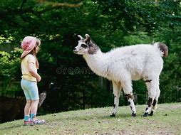 Image result for Llama Girl